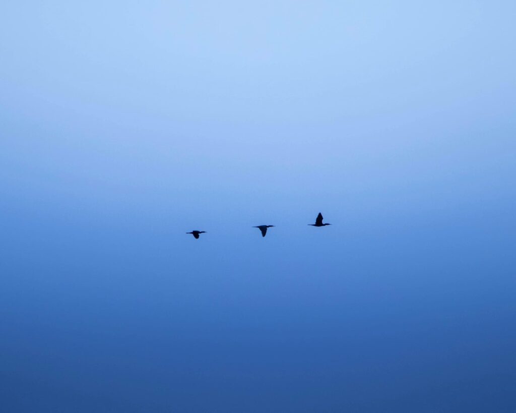 Ciel Oiseaux Calme Bien-être St Égrève Grenoble