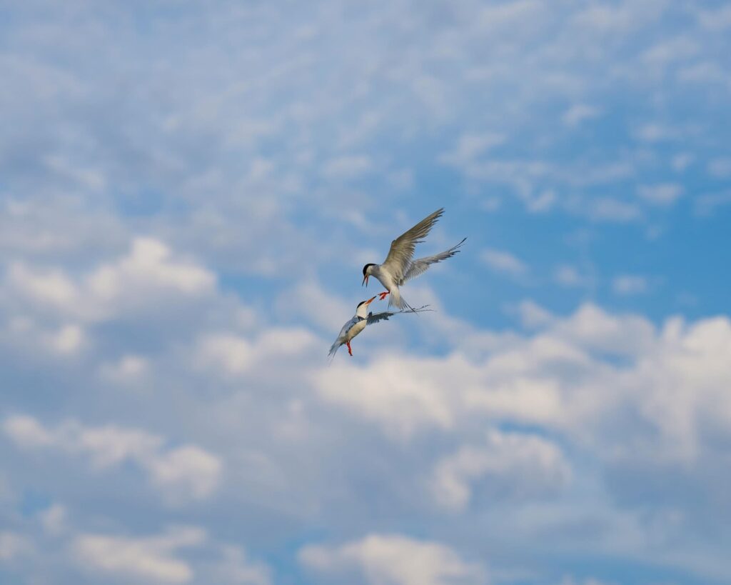 Ciel Oiseaux Calme Bien-être St Égrève Grenoble
